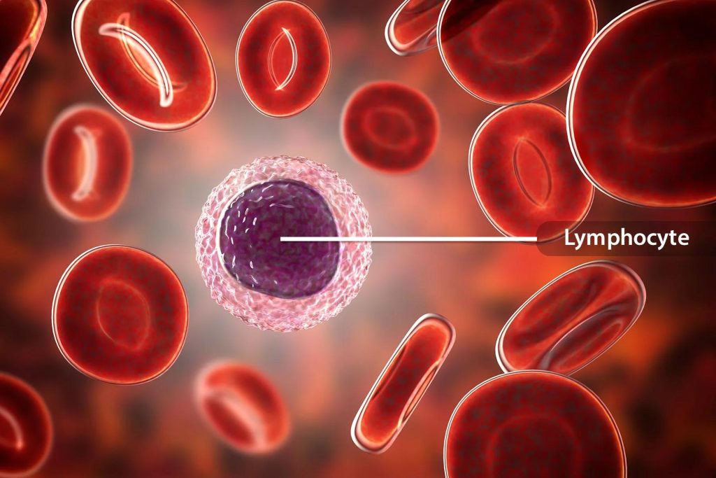 LYM در آزمایش خون چیست و بالا یا پایین بودن آن یعنی چه؟
